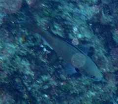 Azurina multilineata