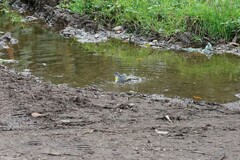 Motacilla cinerea patriciae