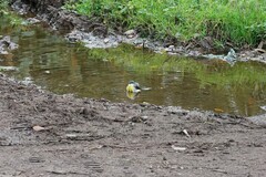 Motacilla cinerea patriciae