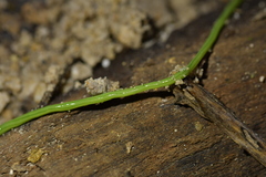Australopacifica