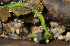 Australopacifica