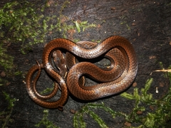Rhadinaea decorata