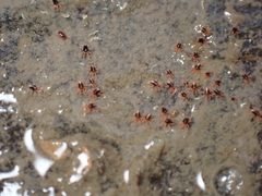 Halotydeus hydrodromus