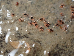 Halotydeus hydrodromus