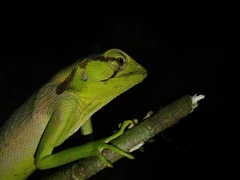 Polychrus gutturosus