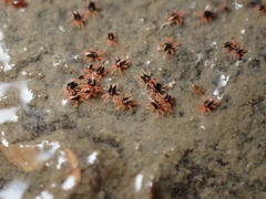 Halotydeus hydrodromus