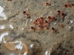 Halotydeus hydrodromus