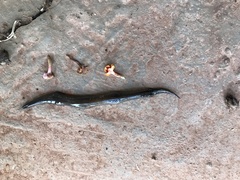 Geoplanidae