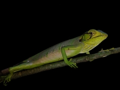 Polychrus gutturosus