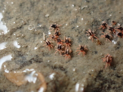 Halotydeus hydrodromus