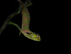 Polychrus gutturosus