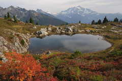 Sorbus sitchensis grayi