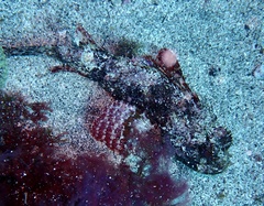 Scorpaena laevis
