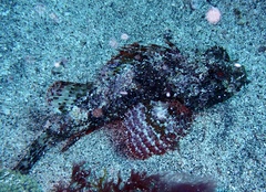 Scorpaena laevis