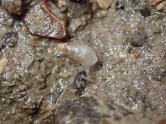 Leucophytia bidentata