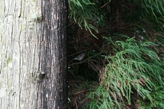 Fringilla coelebs moreletti
