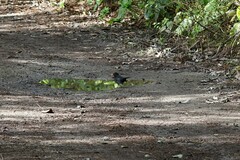 Turdus merula azorensis
