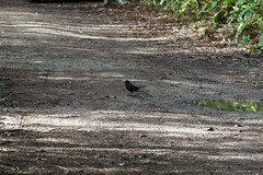 Turdus merula azorensis
