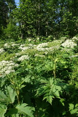 Heracleum maximum