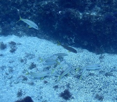 Mulloidichthys martinicus