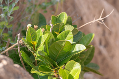 Acridocarpus socotranus