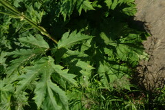 Heracleum maximum