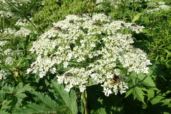Heracleum maximum