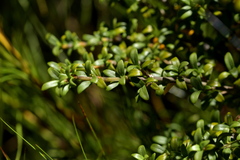 Coprosma pseudocuneata