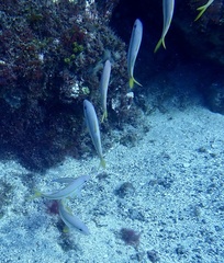 Mulloidichthys martinicus