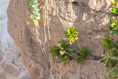 Acridocarpus socotranus