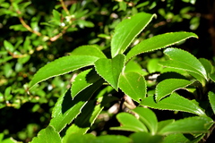 Macrolearia colensoi