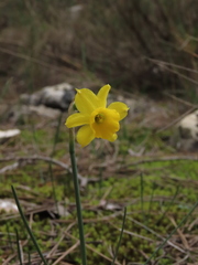 Narcissus assoanus