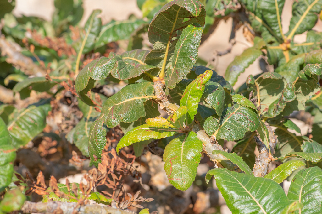 Boswellia popoviana