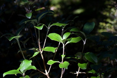Macrolearia colensoi