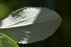 Macrolearia colensoi