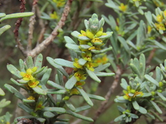Thymelaea tinctoria