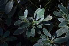 Brachyglottis adamsii