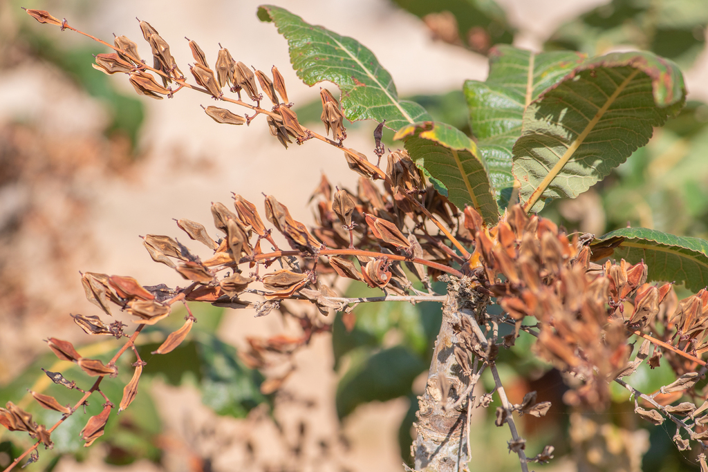 ボスウェリア ポポビアナ / Boswellia popoviana 挿し木 発根済 【公式