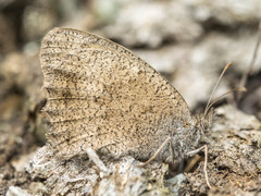 Hyponephele lycaon
