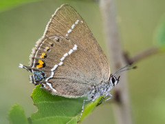 Satyrium spini