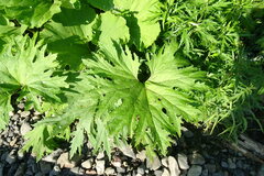 Petasites tatewakianus