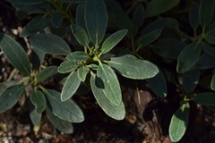 Brachyglottis adamsii