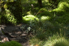 Brachyglottis adamsii