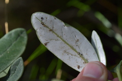 Brachyglottis adamsii