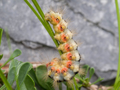 Acronicta euphorbiae
