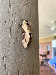 Lophostethus dumolinii