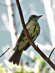 Myiarchus swainsoni