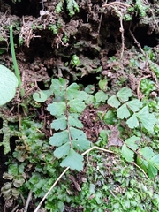 Asplenium trichomanes