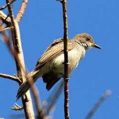 Myiarchus swainsoni
