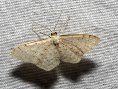 Idaea probleta